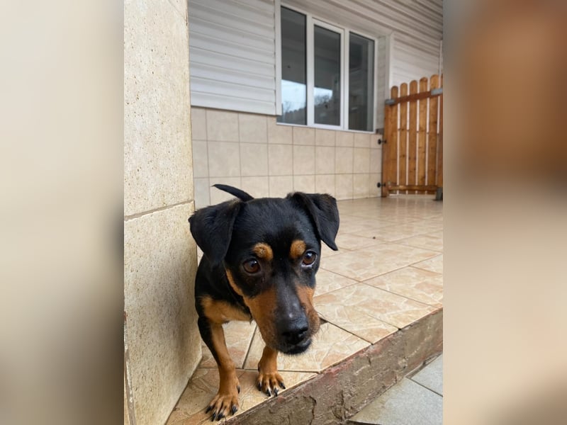 Liza - süße Maus sucht Ihre Familie