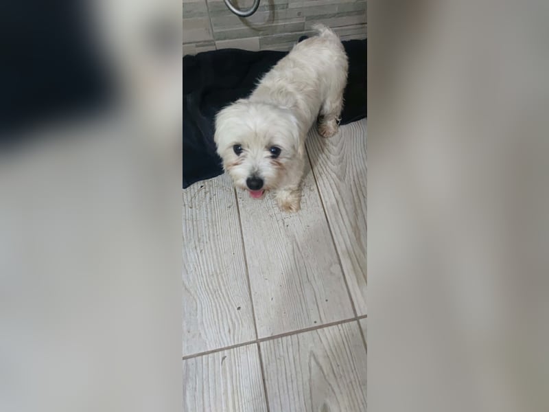 Perla sucht eine liebevolle Familie!