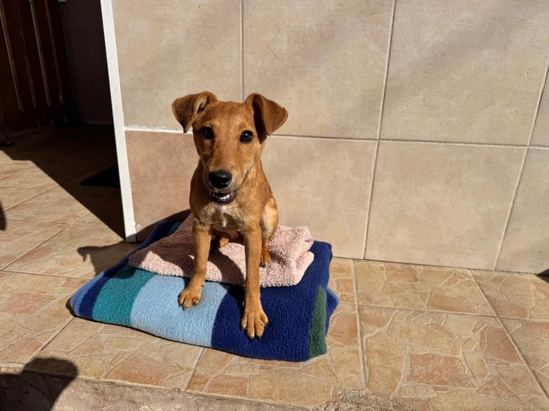 Nuka Welpe - sucht Familie
