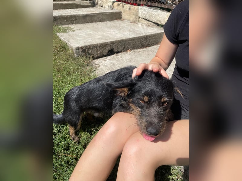 Coco sucht eine liebevolle Familie