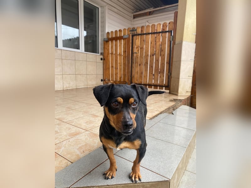 Liza - süße Maus sucht Ihre Familie