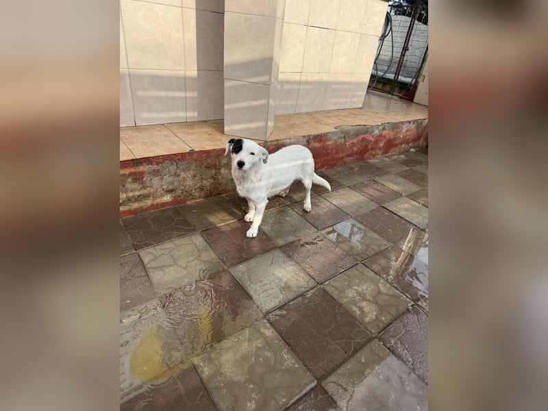 Spoty sucht Ihre Menschen