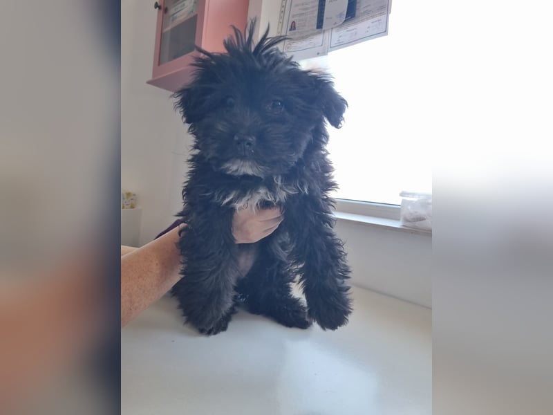 Ronja Welpe - sucht Ihre Familie!