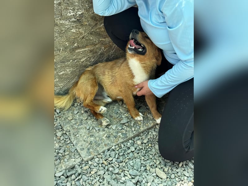 Pixel möchte auch ein Zuhause!