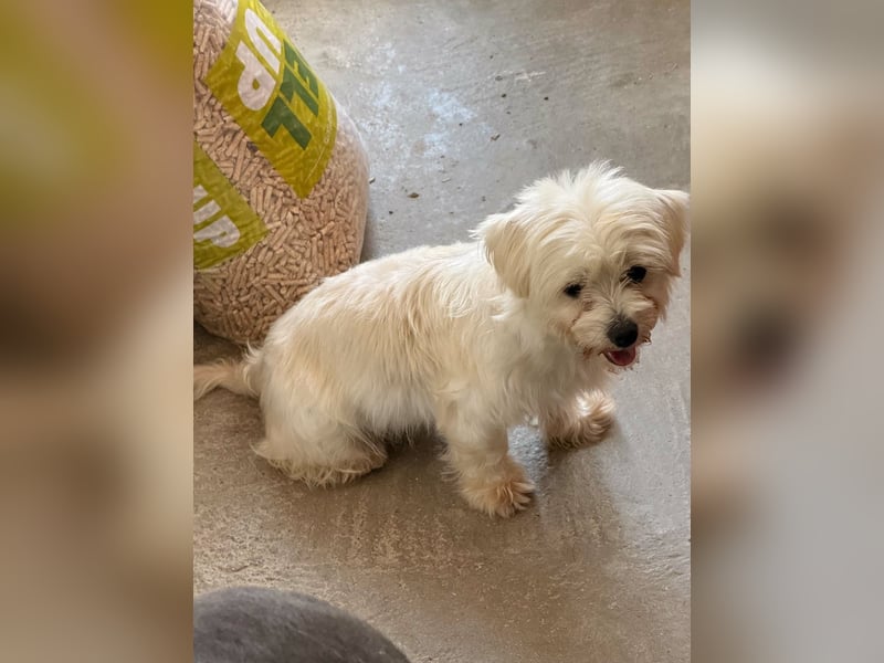 Perla sucht eine liebevolle Familie!