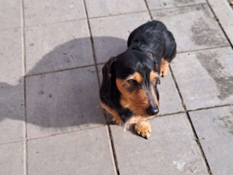 Bibi und Bebe suchen gemeinsam ihr Glück!