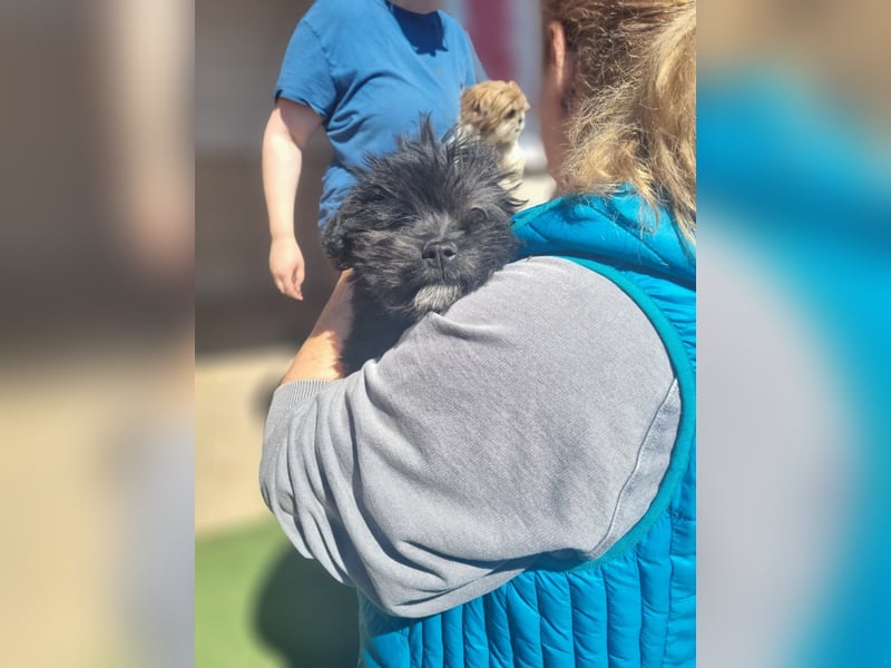 Ronja Welpe - sucht Ihre Familie!