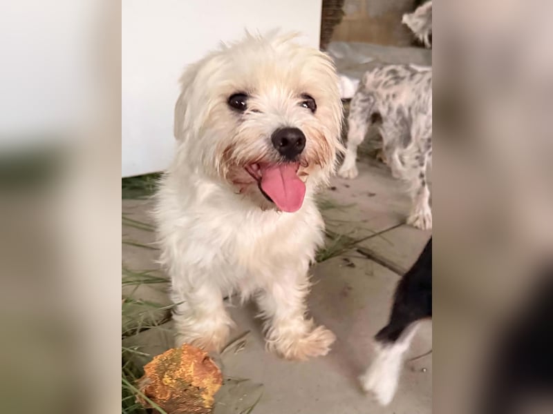 Perla sucht eine liebevolle Familie!