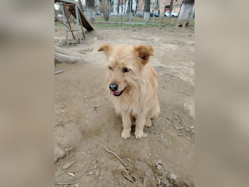 Benny sucht seine Familie