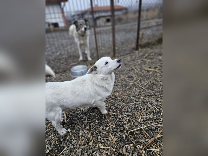 Albutu - der Schatz!