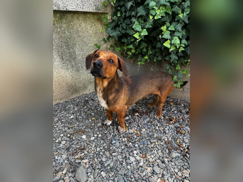 Arni sucht sein Zuhause