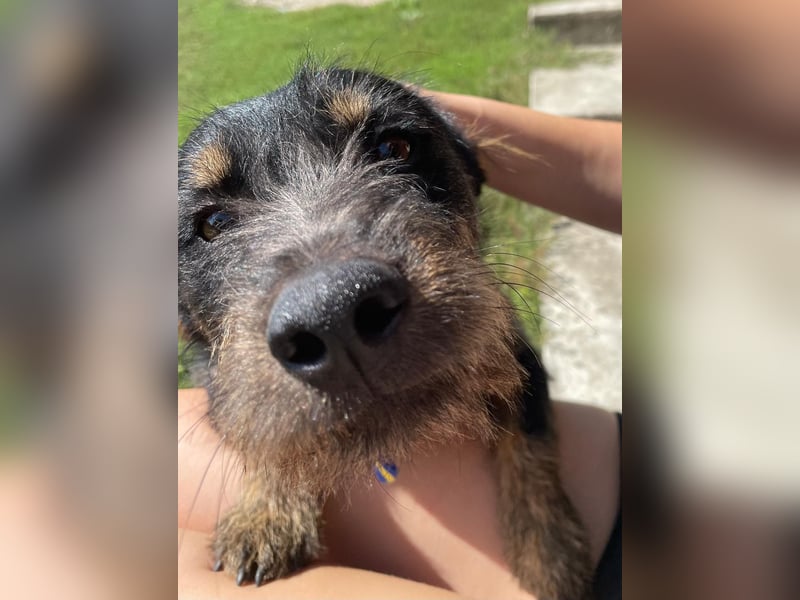 Coco sucht eine liebevolle Familie