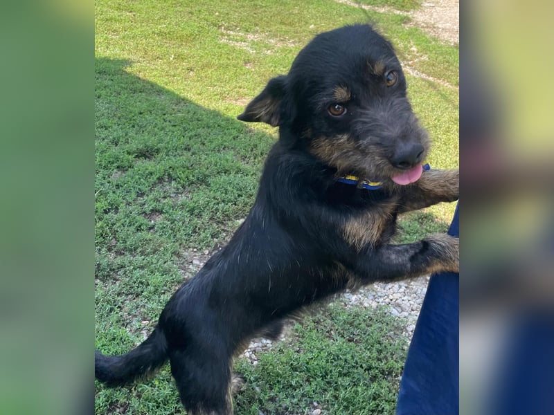 Coco sucht eine liebevolle Familie