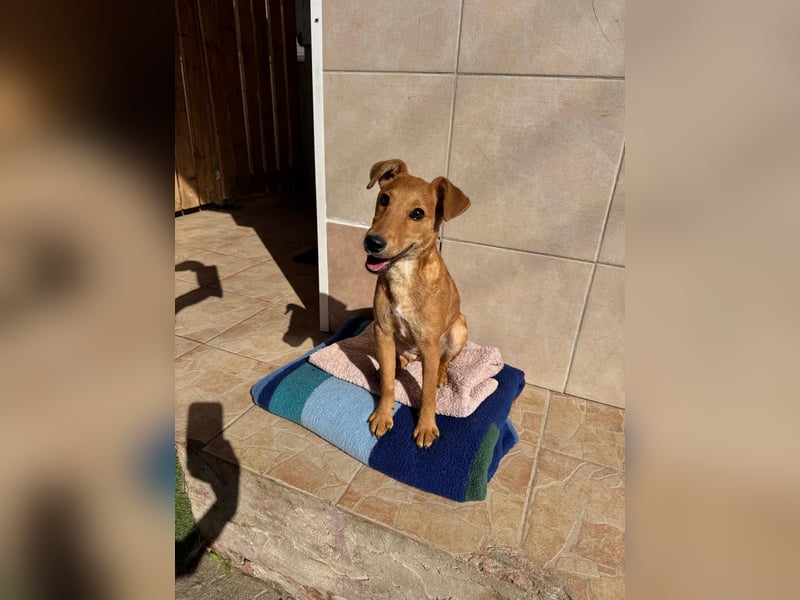Nuka Welpe - sucht Familie