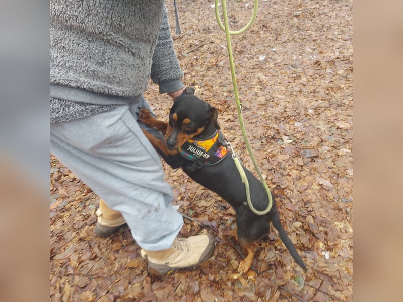 Liza - süße Maus sucht Ihre Familie