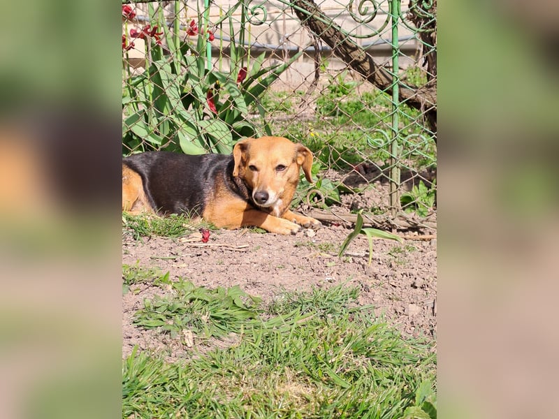 Bibi sucht ruhiges Zuhause!