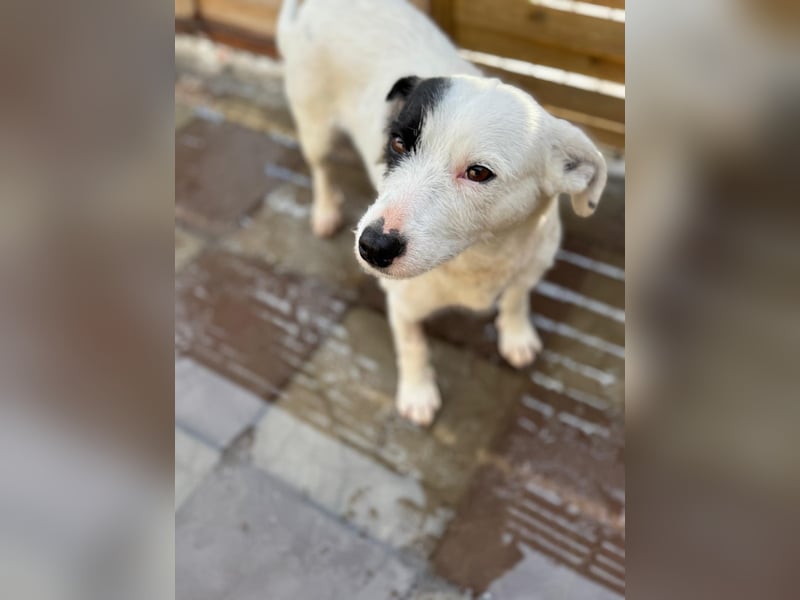 Spoty sucht Ihre Menschen