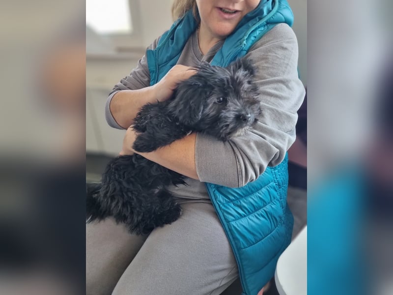 Ronja Welpe - sucht Ihre Familie!