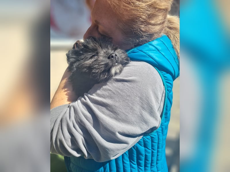 Ronja Welpe - sucht Ihre Familie!