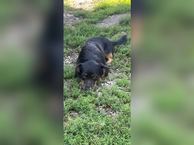 Coco sucht eine liebevolle Familie