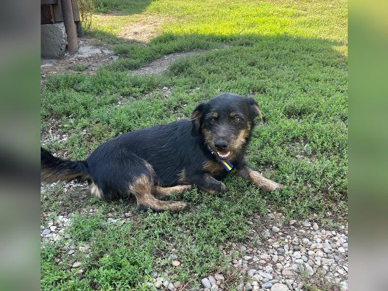 Coco sucht eine liebevolle Familie