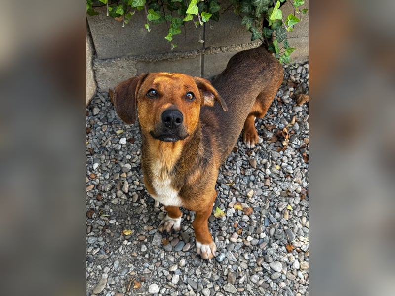 Arni sucht sein Zuhause