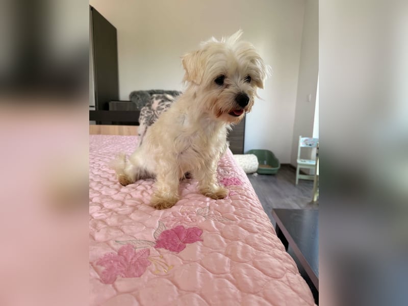 Perla sucht eine liebevolle Familie!