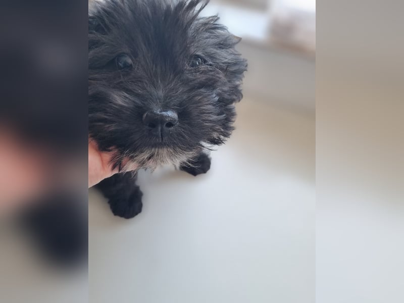 Ronja Welpe - sucht Ihre Familie!