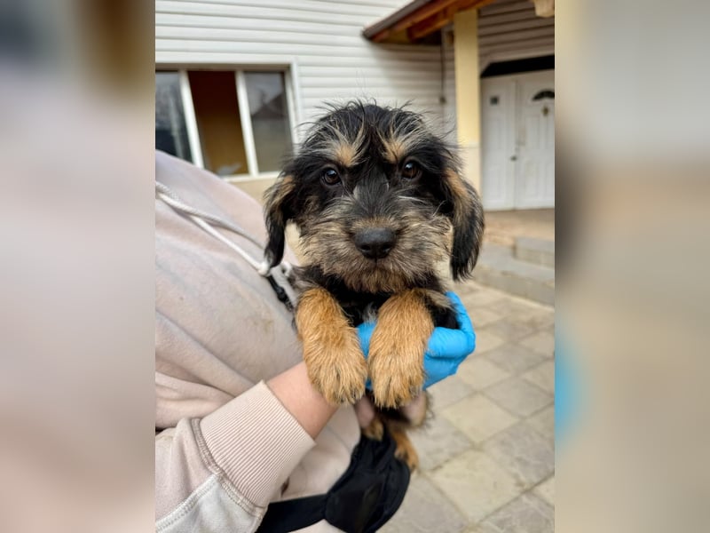 Keks sucht seine Menschen