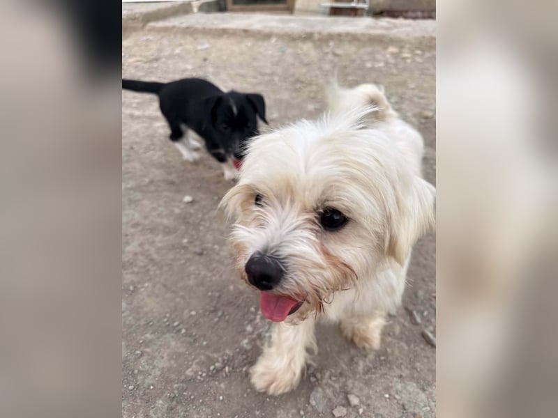 Perla sucht eine liebevolle Familie!
