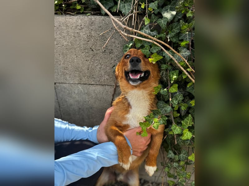 Pixel möchte auch ein Zuhause!
