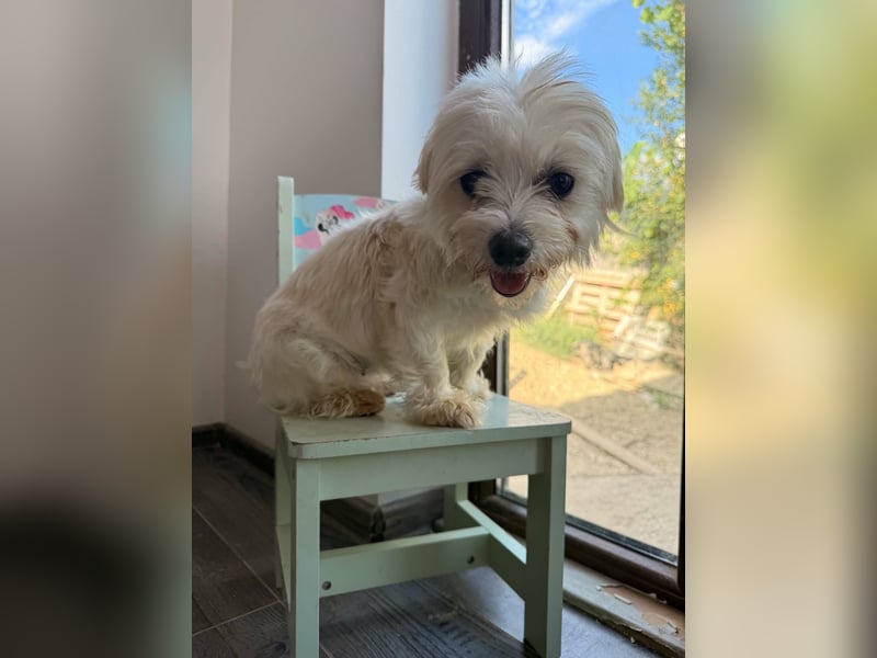 Perla sucht eine liebevolle Familie!