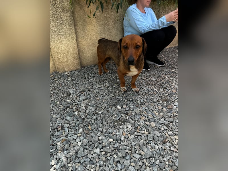 Arni sucht sein Zuhause