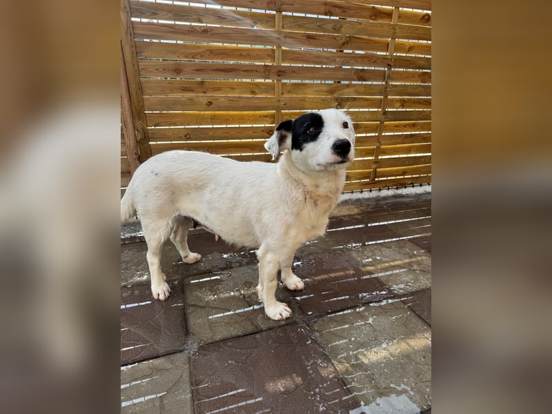 Spoty sucht Ihre Menschen