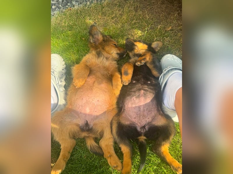 Mara Welpe sucht ihre Familie!
