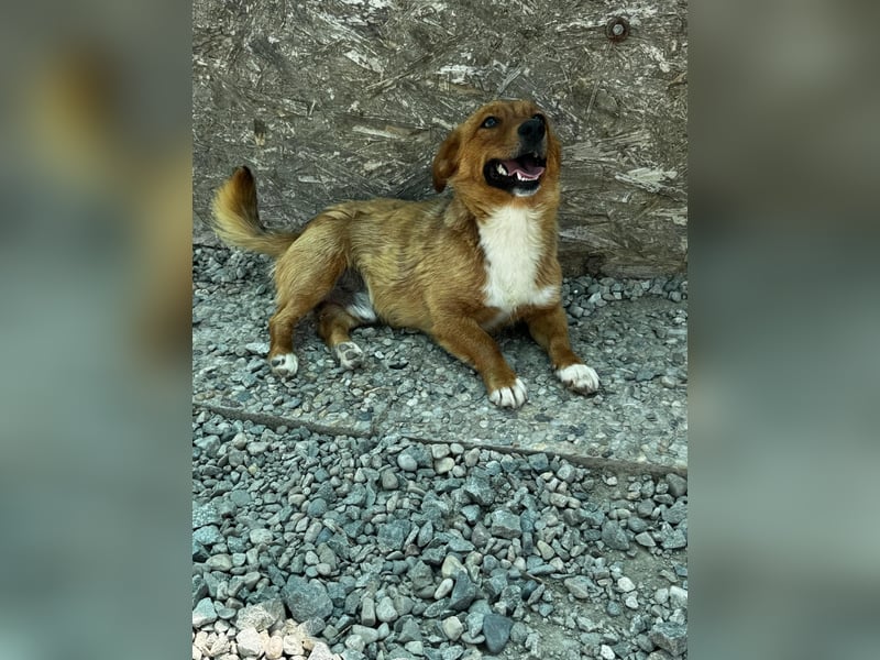 Pixel möchte auch ein Zuhause!