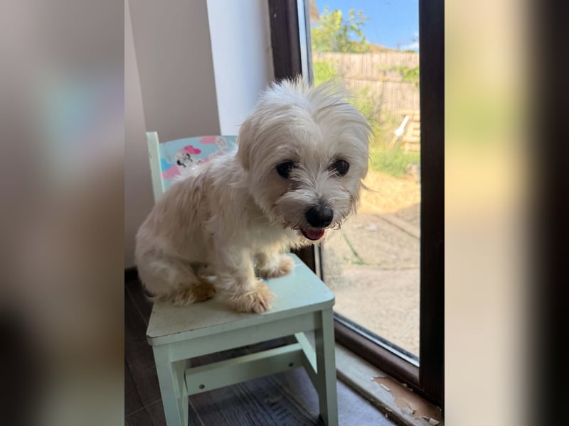 Perla sucht eine liebevolle Familie!
