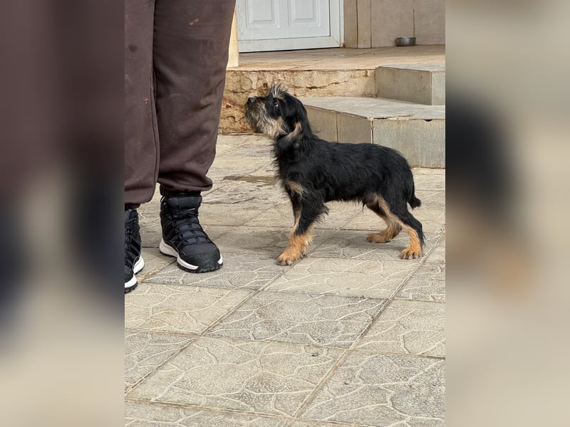 Keks sucht seine Menschen