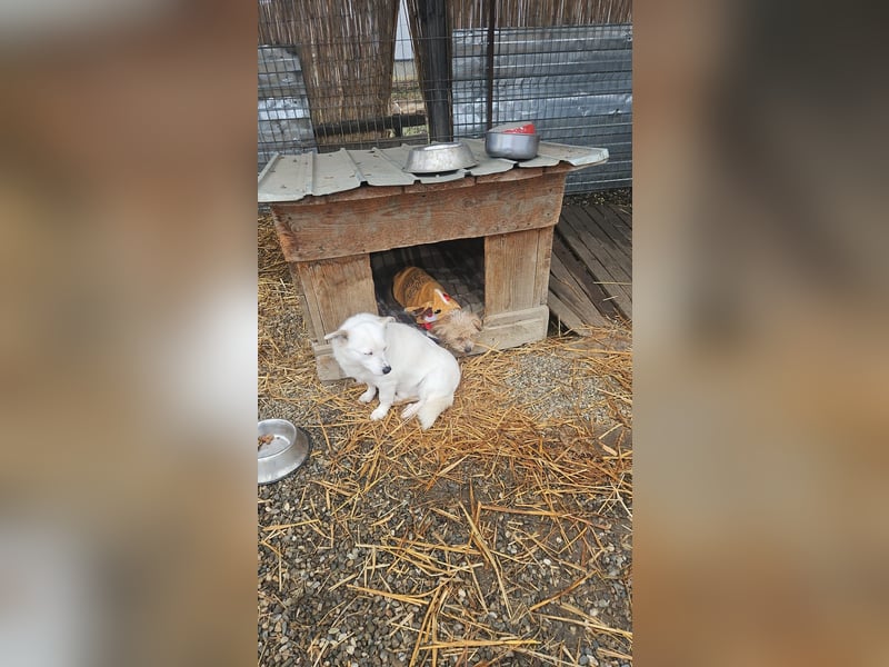 Albutu - der Schatz!