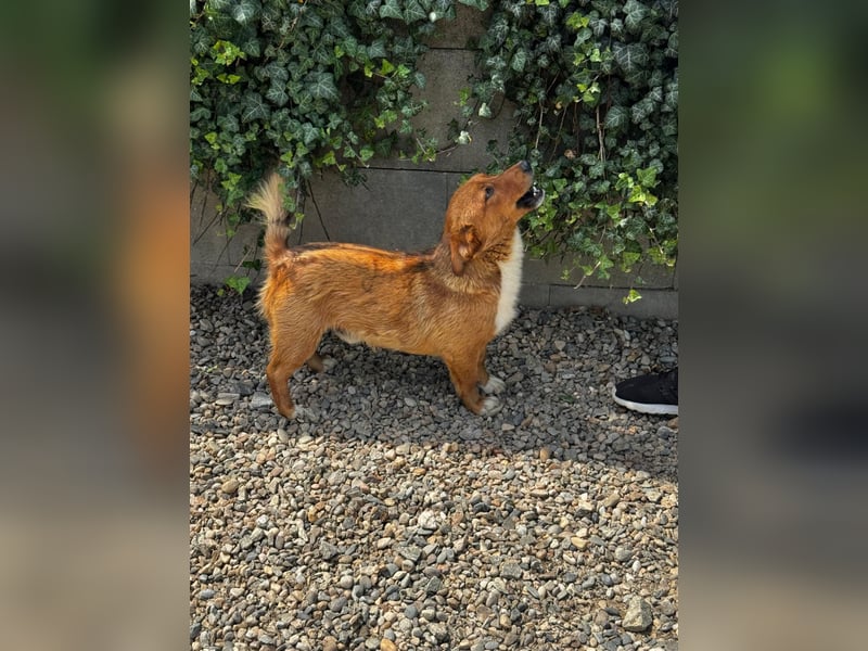 Pixel möchte auch ein Zuhause!