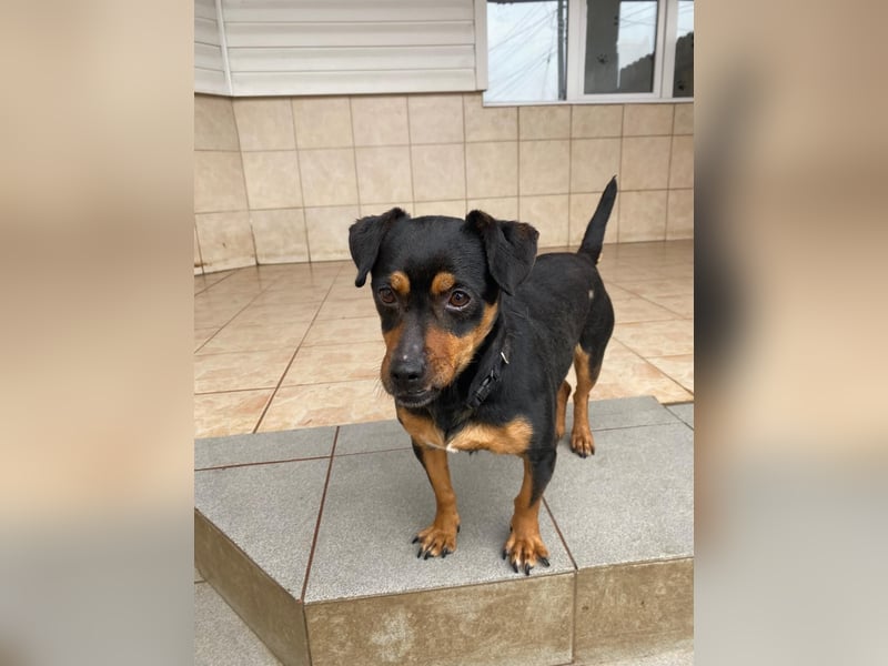 Liza - süße Maus sucht Ihre Familie