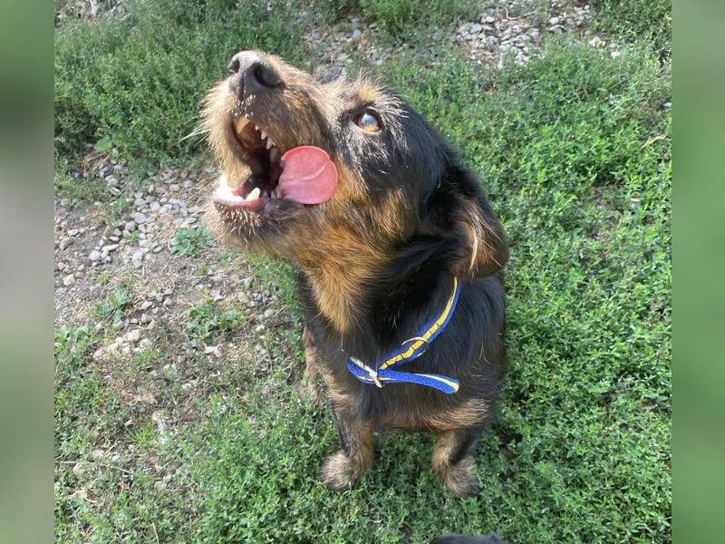Coco sucht eine liebevolle Familie