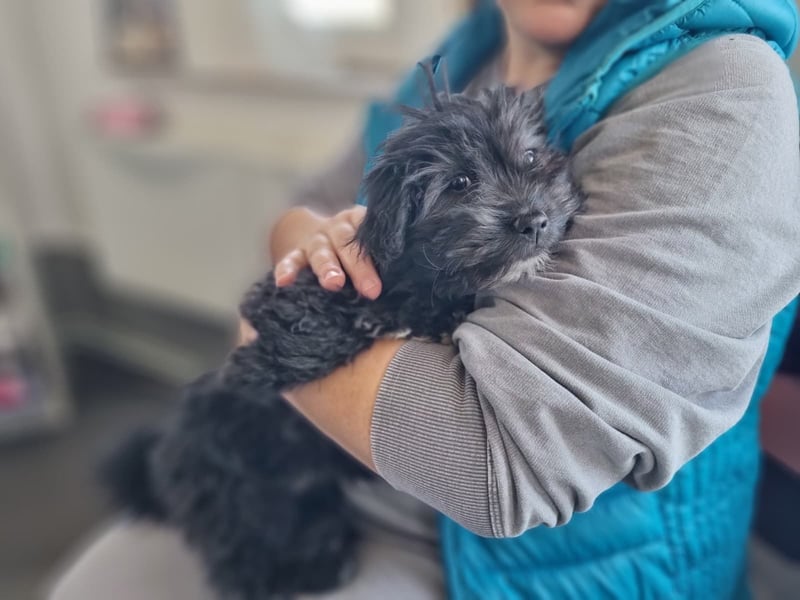 Ronja Welpe - sucht Ihre Familie!