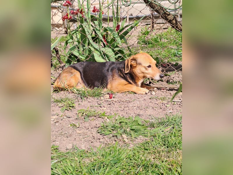 Bibi sucht ruhiges Zuhause!