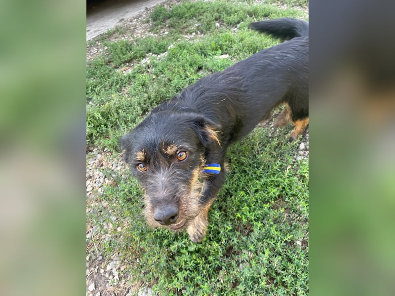 Coco sucht eine liebevolle Familie