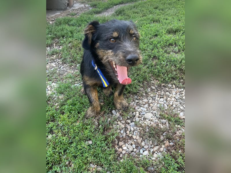 Coco sucht eine liebevolle Familie