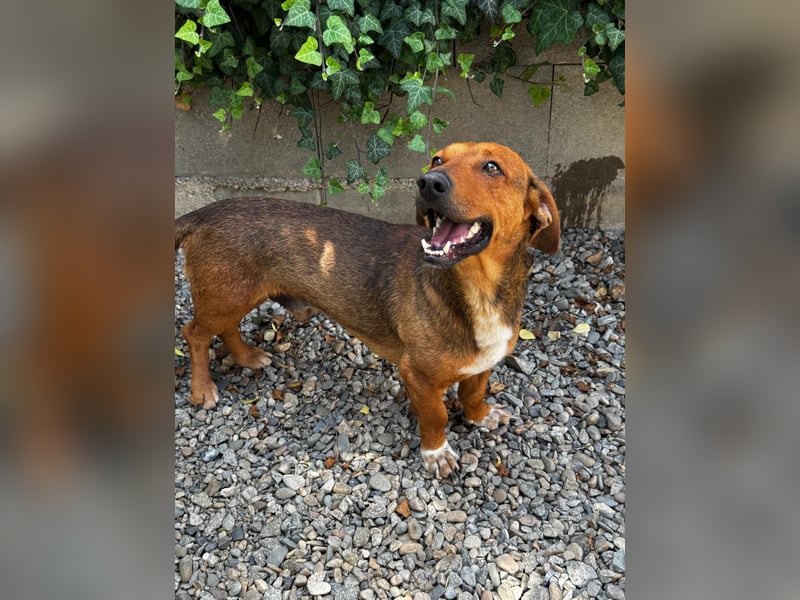 Arni sucht sein Zuhause