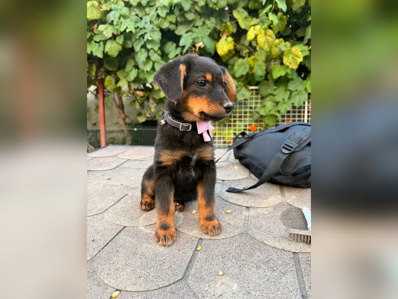 Nora Welpe - sucht ien Zuhause