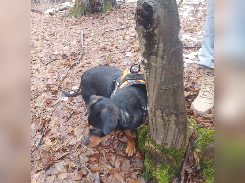 Liza - süße Maus sucht Ihre Familie