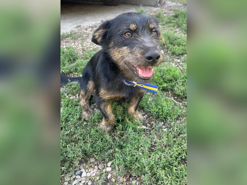 Coco sucht eine liebevolle Familie